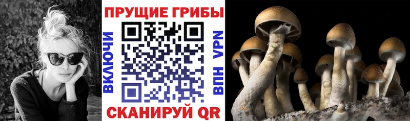 mega вход  Медынь  Псилоцибиновые грибы ЛСД 